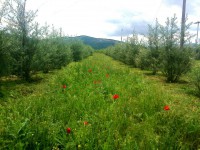 /album/%ce%b7-%ce%ba%ce%b1%ce%bb%ce%bb%ce%b9%ce%b5%cf%81%ce%b3%ce%b5%ce%b9%ce%b1-%ce%bc%ce%b1%cf%83/a969051-253570508118715-348782316-n-jpg/