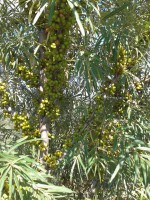 /album/%ce%b7-%ce%ba%ce%b1%ce%bb%ce%bb%ce%b9%ce%b5%cf%81%ce%b3%ce%b5%ce%b9%ce%b1-%ce%bc%ce%b1%cf%83/a10300971-414475245361573-415139811001645811-n-jpg/