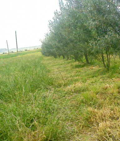 ΚΑΘΑΡΙΣΜΟΣ ΤΩΝ ΧΟΡΤΩΝ ΜΕ ΜΙΣΙΝΕΖΑ