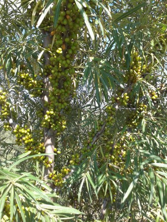 ΠΟΙΚΙΛΙΑ FRUGANA