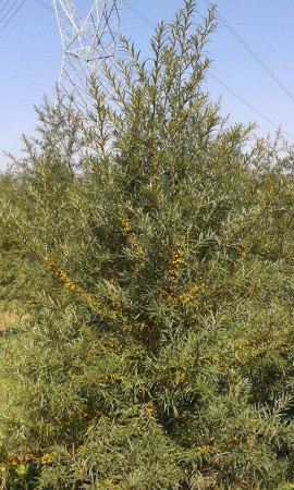 FRUGANA 3 ΧΡΟΝΙA