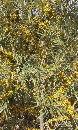 FRUGANA