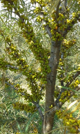FRUGANA