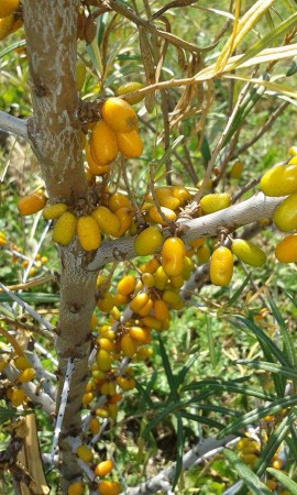 FRUGANA