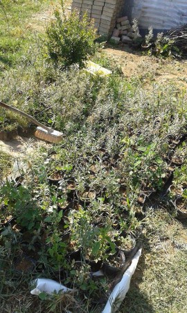 ΦΥΤΑ ΙΠΠΟΦΑΕΣ ΠΟΙΚΙΛΙΑΣ FRUGANA ΔΟΚΙΜΑΣΜΕΝΑ ΣΤΗΝ ΠΕΡΙΟΧΗ ΜΑΣ ΜΕ ΕΠΥΤΙΧΙΑ